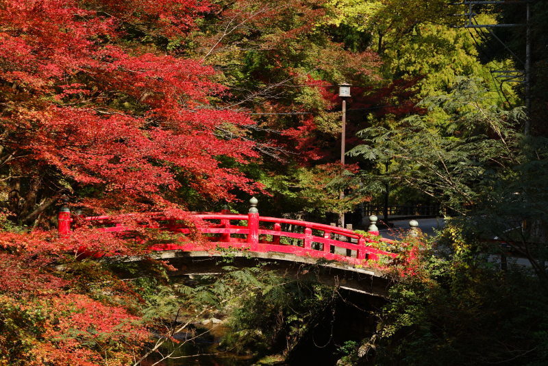 大寧寺の紅葉_c0306845_18045269.jpg