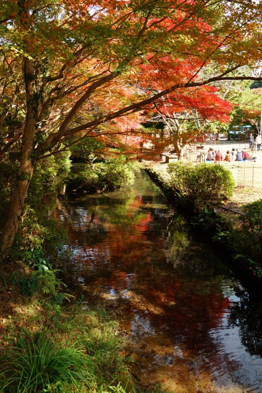 大寧寺の紅葉_c0306845_18092561.jpg