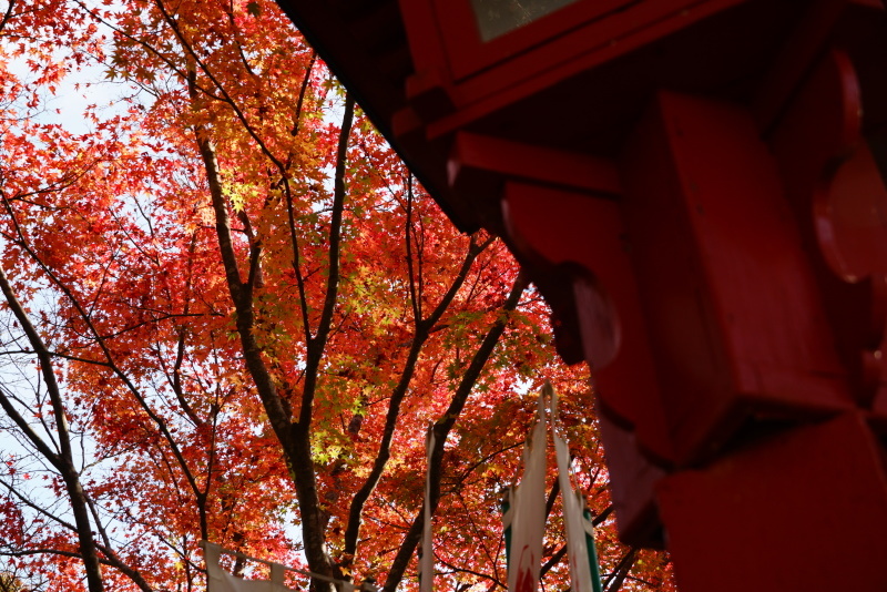 大寧寺の紅葉_c0306845_18112245.jpg