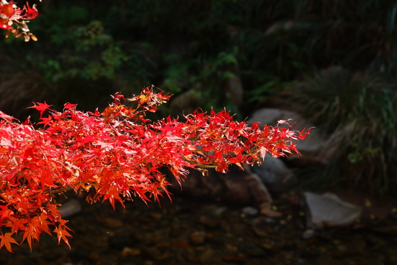 大寧寺の紅葉_c0306845_18122239.jpg