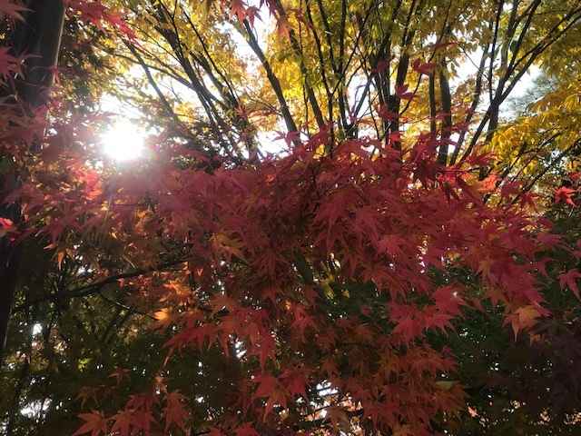 a0151947_15202450.jpeg