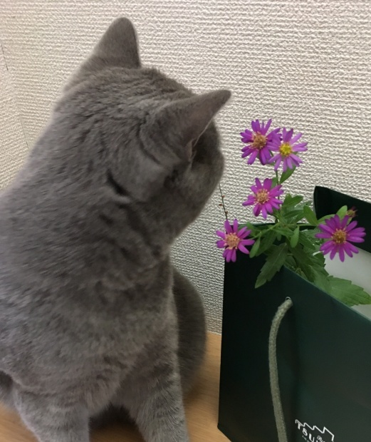 e0382949_21383908.jpeg
