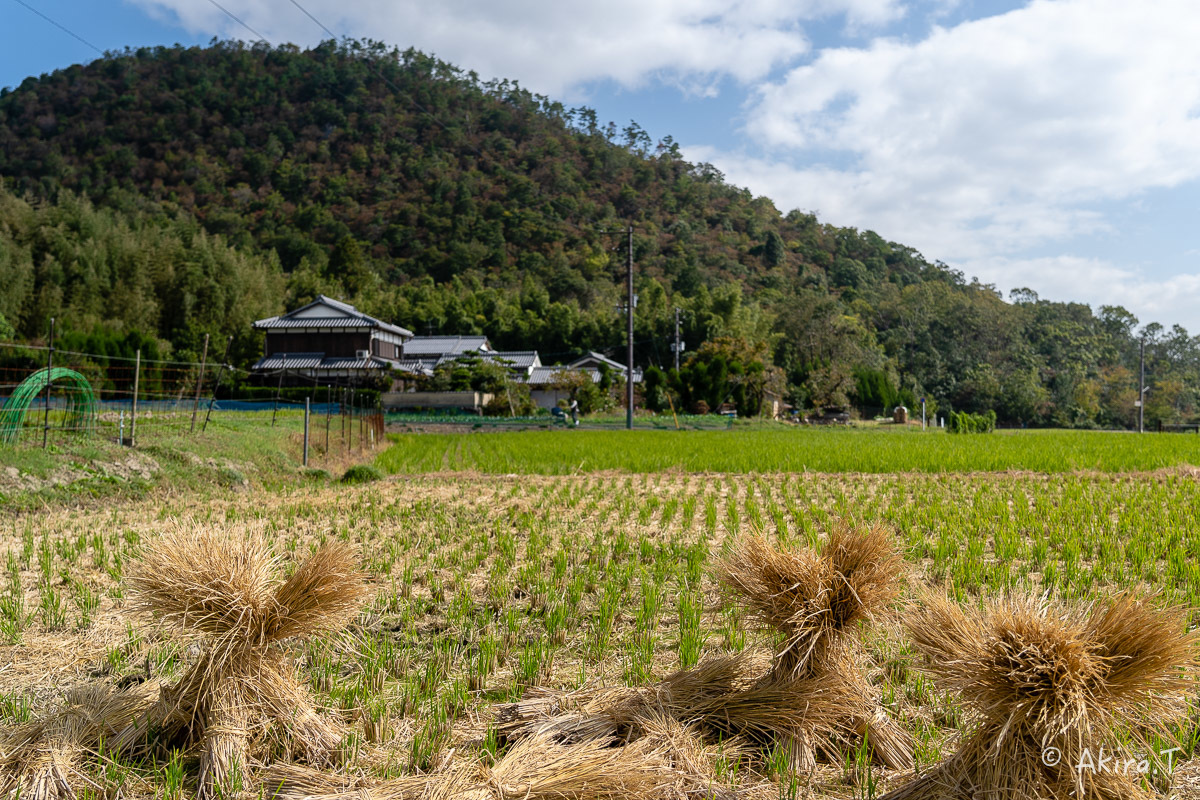 長閑な田園風景 -2-_f0152550_22593324.jpg