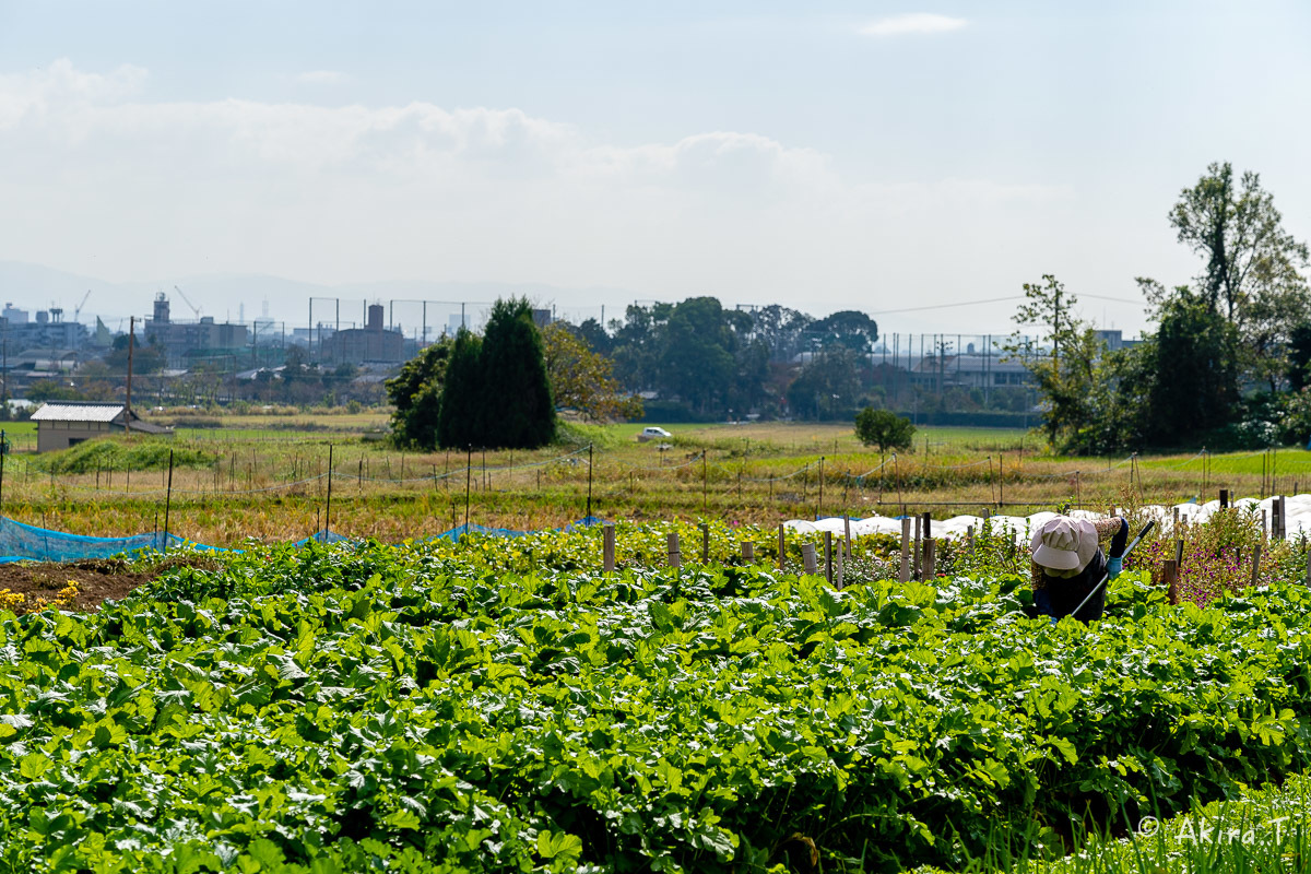 長閑な田園風景 -2-_f0152550_23001695.jpg