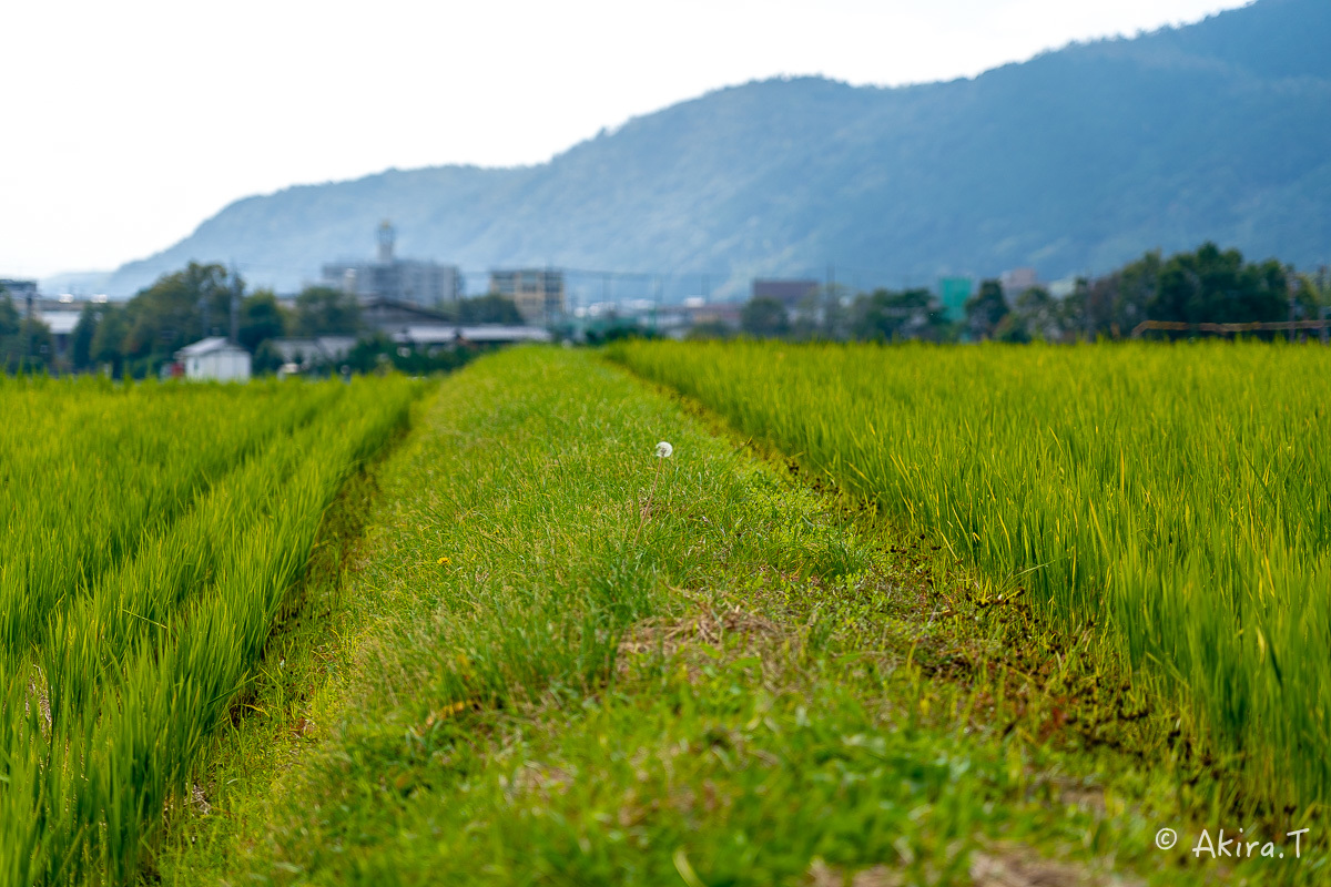 長閑な田園風景 -2-_f0152550_23014791.jpg