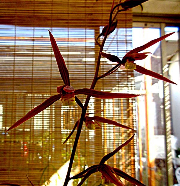 室戸錦　　　　　　　　　　　　　　　　　　　　　　　　　No.1911_d0103457_22242260.jpg