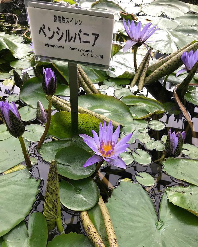 てらこや日誌+小学1年生講座ご案内_c0115560_11481115.jpg