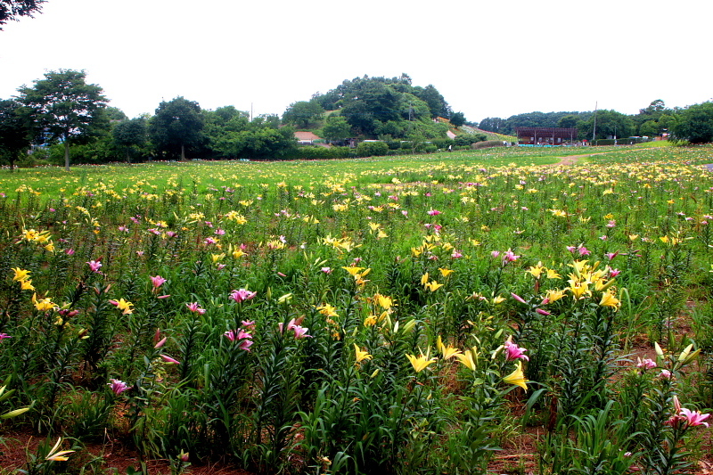c0305565_16402943.jpg