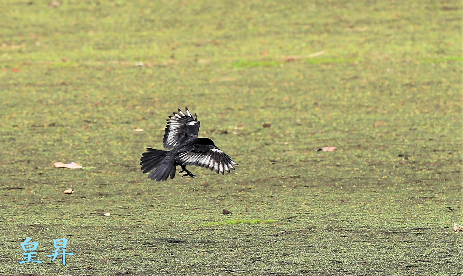 カラスの中に 一羽の白いカラスが缶を銜えたり ゴミと遊んだり 飛翔したり 艸 誠 皇 昇