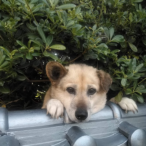 人懐っこい犬 ゲロリンの毎日自転車 人懐っこい犬 ゲロリンの毎日自転車