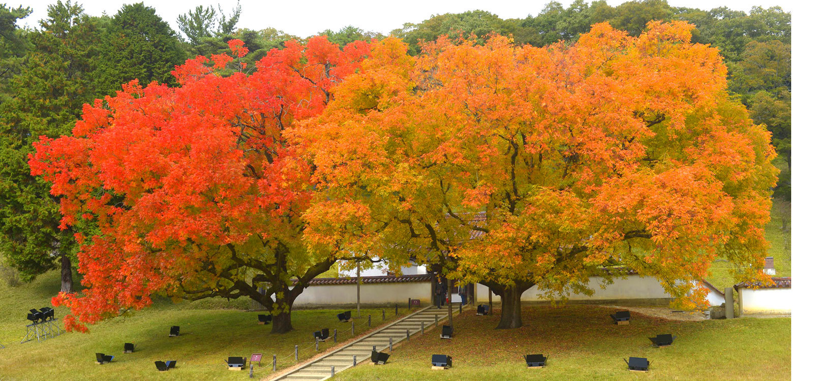 楷の木の紅葉 In 閑谷学校 Photokiti写真日誌