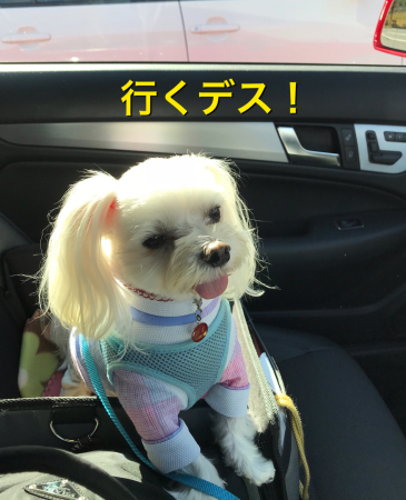 b0193480_13345164.jpeg