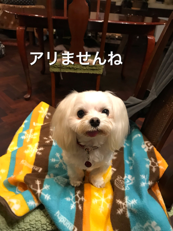 b0193480_13390781.jpeg