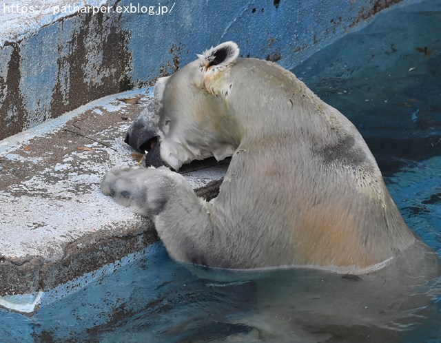 ２０１８年１０月　天王寺動物園２　その３_a0052986_7434689.jpg