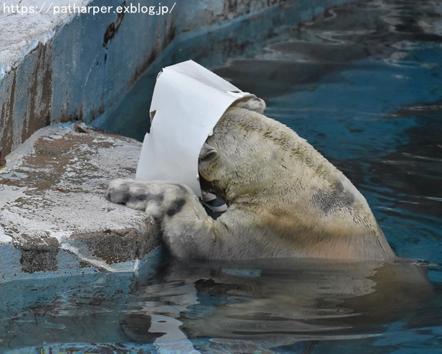 ２０１８年１０月　天王寺動物園２　その３_a0052986_7463914.jpg