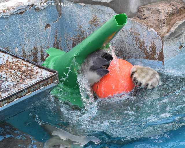 ２０１８年１０月　天王寺動物園２　その３_a0052986_7475950.jpg