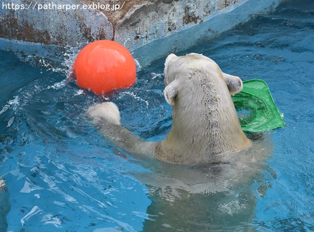 ２０１８年１０月　天王寺動物園２　その３_a0052986_7502322.jpg