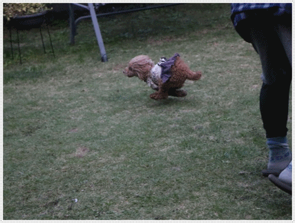 b0175688_22431434.gif