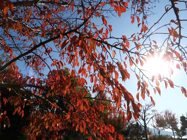 秋の植物園2　紅葉は？_e0048413_21252533.jpg