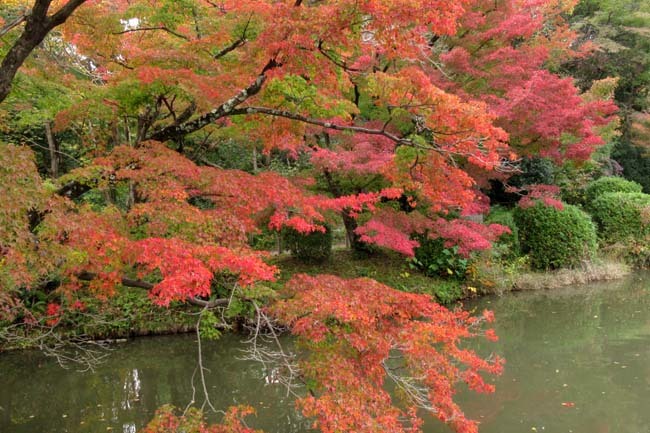 秋の植物園2　紅葉は？_e0048413_21261320.jpg