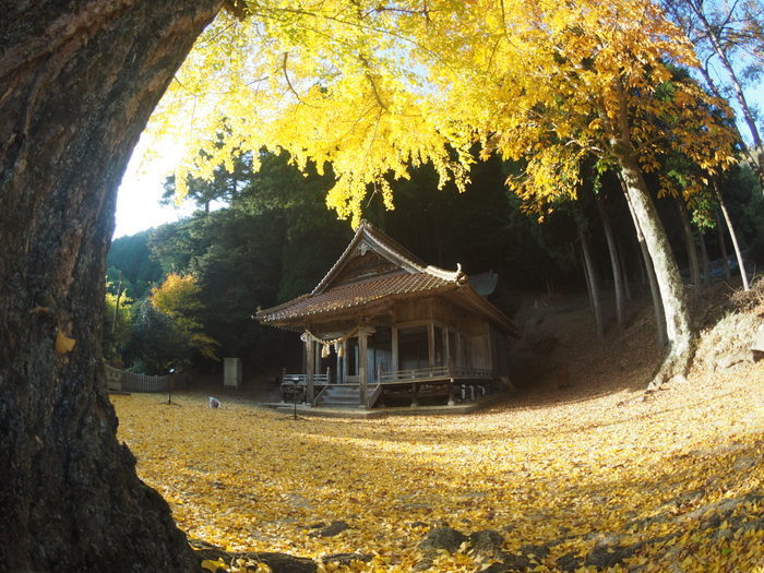 客人神社のイチョウ_c0116915_00015547.jpg