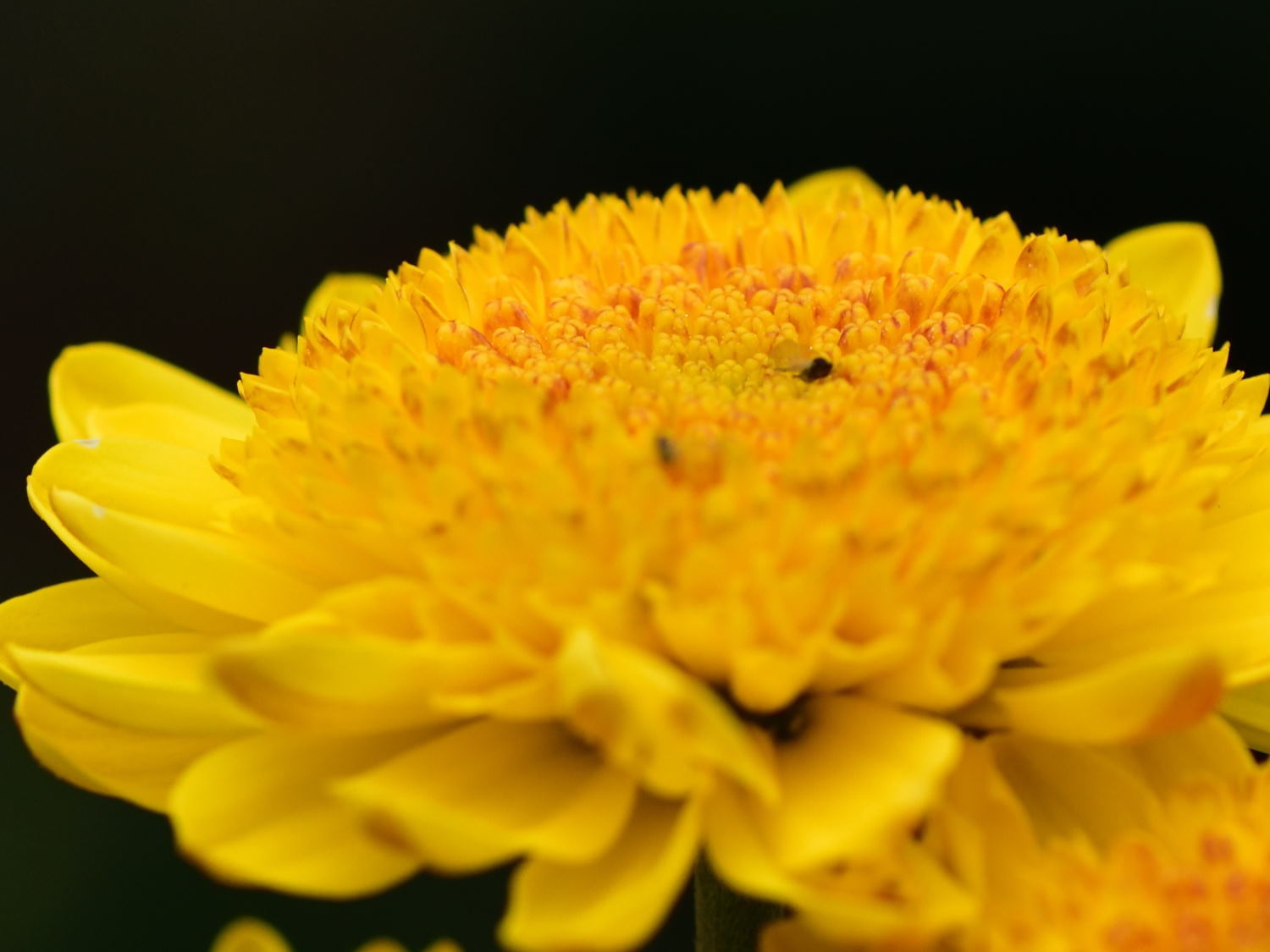 今日も庭の花_d0355116_20445107.jpg