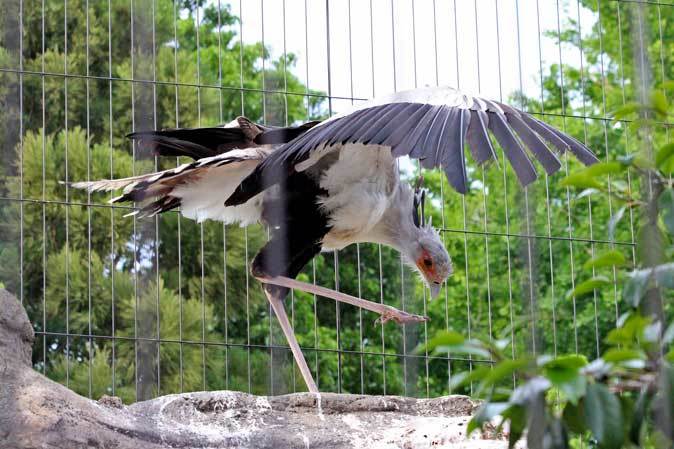 東武動物公園 ヘビクイワシとオオワシとワニ館 続々 動物園ありマス