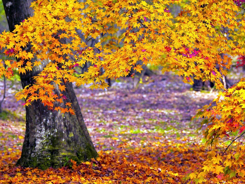 赤城自然園の紅葉が見頃だった♪・・・全体を撮るか、部分を