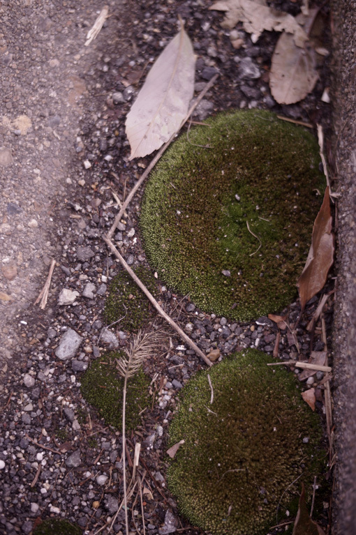 b0226423_16501168.jpg
