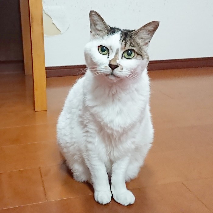 2018年11月 近況_c0096628_11193318.jpg