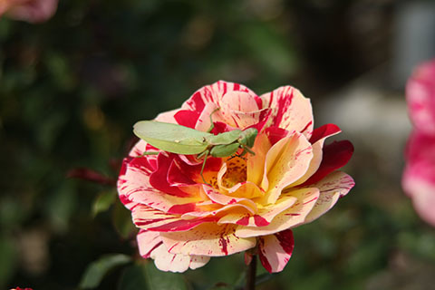 e0376329_02073108.jpg