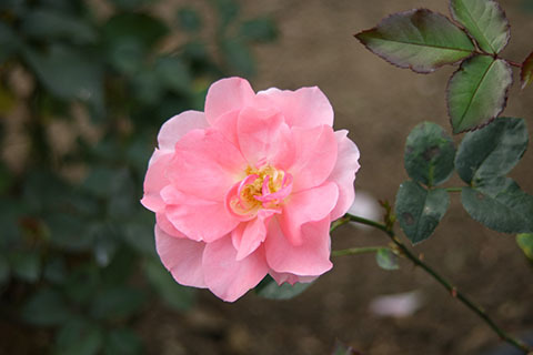 e0376329_02074299.jpg