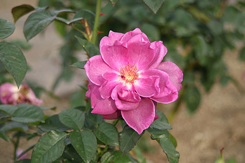 e0376329_02075158.jpg