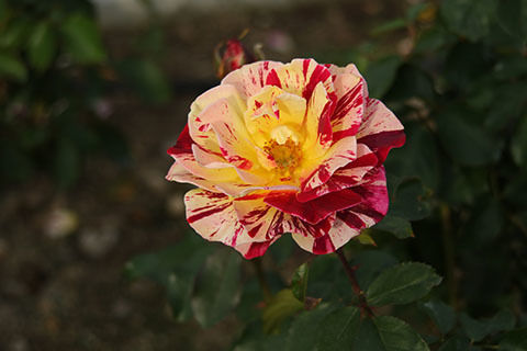 e0376329_02075801.jpg