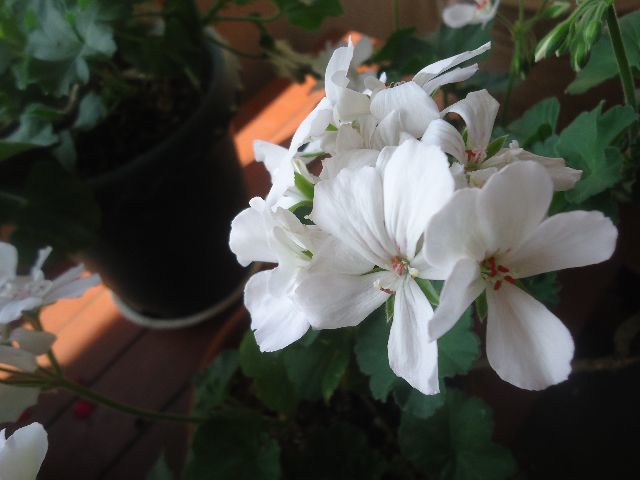 d0380237_10004121.jpg