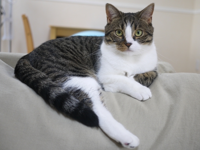 猫のお留守番 コムギくん編。_a0143140_15521266.jpg