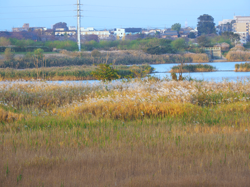 d0290240_13400907.gif