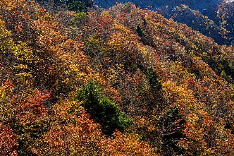 雄大な山紅葉(大台ケ原ドライブウェイ)_f0155048_22491227.jpg