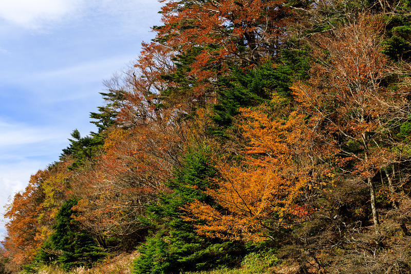 雄大な山紅葉(大台ケ原ドライブウェイ)_f0155048_22511196.jpg