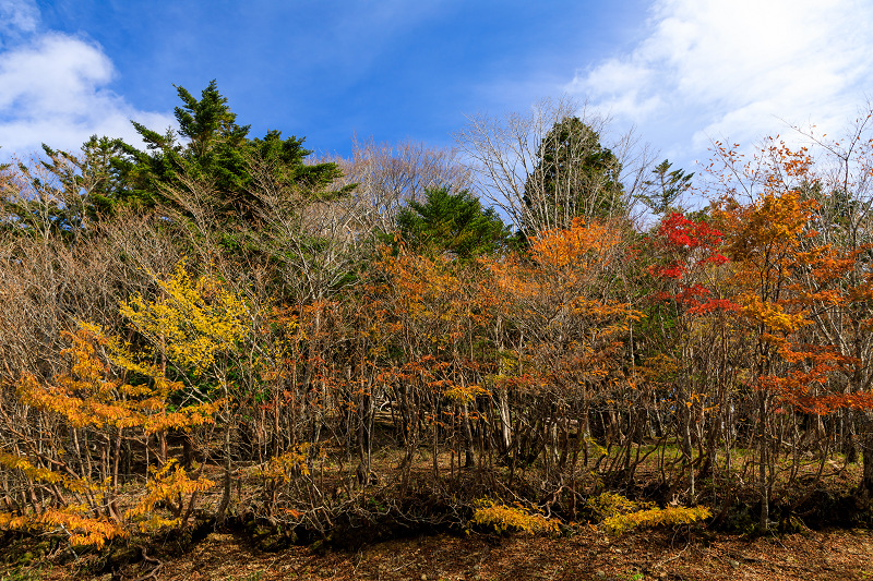 雄大な山紅葉(大台ケ原ドライブウェイ)_f0155048_22514463.jpg