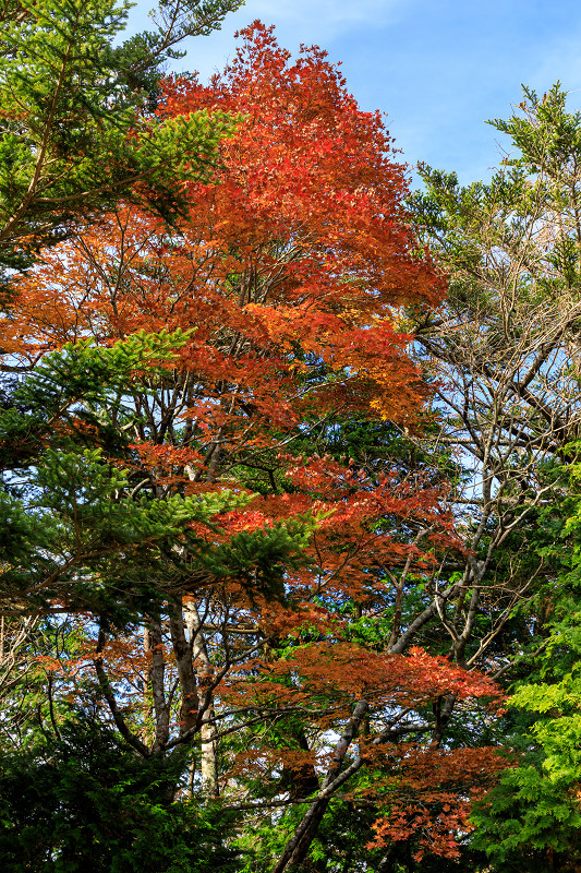 雄大な山紅葉(大台ケ原ドライブウェイ)_f0155048_2251496.jpg