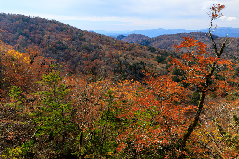 雄大な山紅葉(大台ケ原ドライブウェイ)_f0155048_2252187.jpg