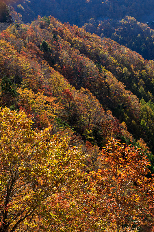 雄大な山紅葉(大台ケ原ドライブウェイ)_f0155048_22523835.jpg