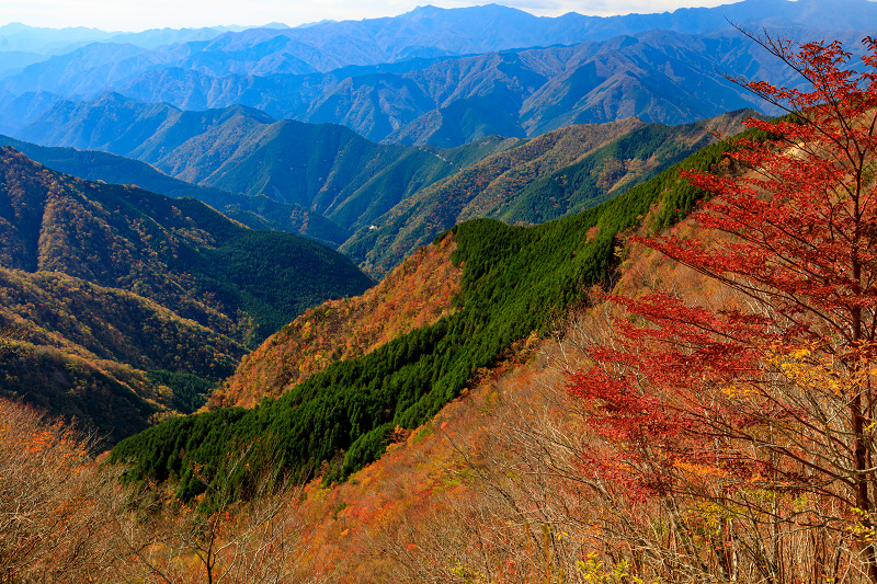 雄大な山紅葉(大台ケ原ドライブウェイ)_f0155048_22534036.jpg