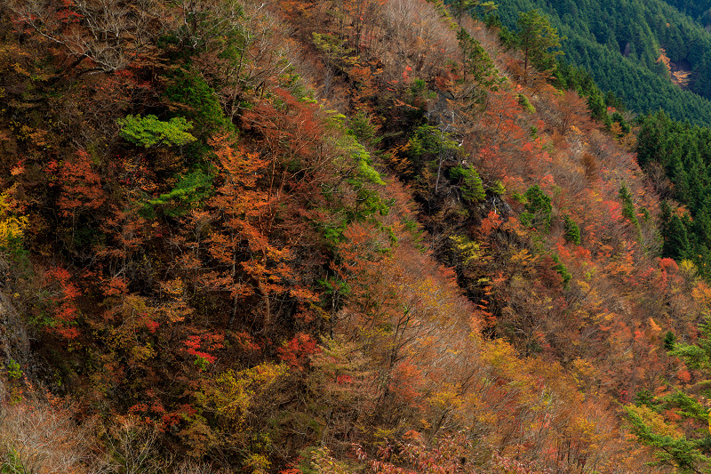 雄大な山紅葉(大台ケ原ドライブウェイ)_f0155048_22542895.jpg