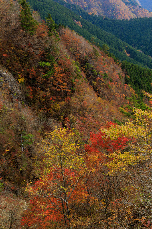 雄大な山紅葉(大台ケ原ドライブウェイ)_f0155048_2254786.jpg