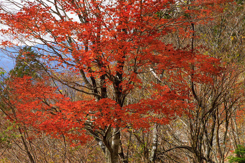 雄大な山紅葉(大台ケ原ドライブウェイ)_f0155048_22554774.jpg