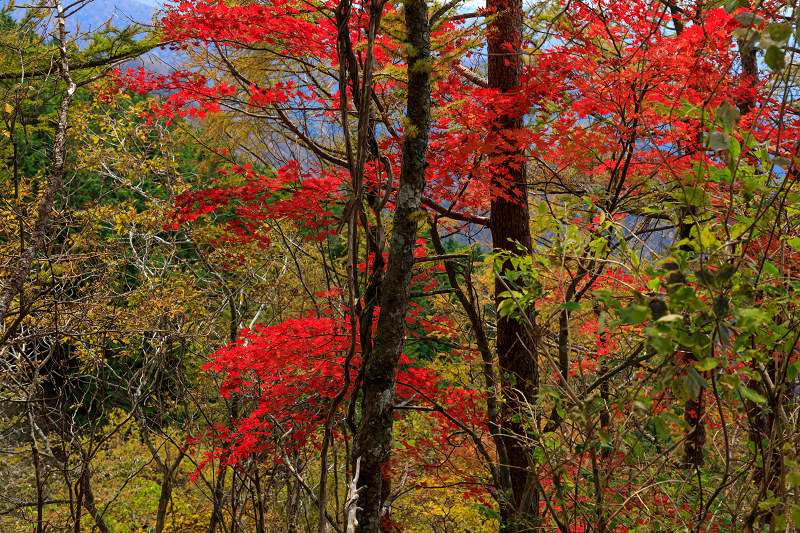 雄大な山紅葉(大台ケ原ドライブウェイ)_f0155048_2256093.jpg