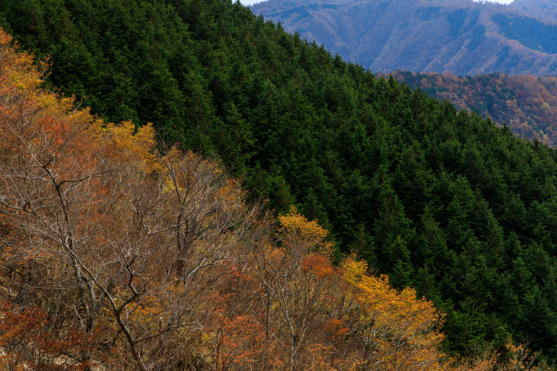 雄大な山紅葉(大台ケ原ドライブウェイ)_f0155048_2256344.jpg