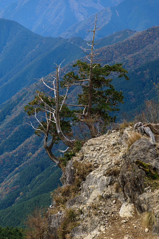 雄大な山紅葉(大台ケ原ドライブウェイ)_f0155048_22571581.jpg